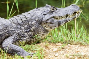 texte-alligator-d-amerique